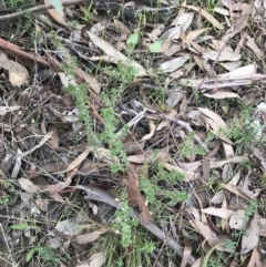 Pultenaea procumbens at Garran, ACT - 22 May 2022