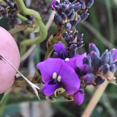 Hardenbergia violacea (False Sarsaparilla) at Red Hill Nature Reserve - 22 May 2022 by Tapirlord