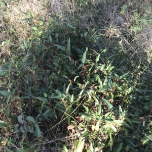 Hardenbergia violacea at Garran, ACT - 22 May 2022