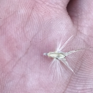 Rytidosperma laeve at Red Hill, ACT - 22 May 2022 03:44 PM