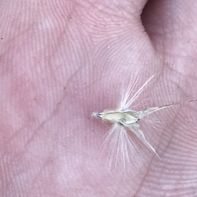 Rytidosperma laeve (Bare-backed Wallaby Grass) at Red Hill Nature Reserve - 22 May 2022 by Tapirlord