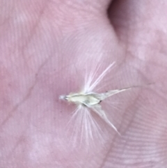 Rytidosperma laeve at Red Hill, ACT - 22 May 2022 03:44 PM