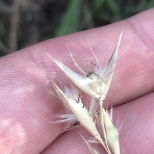 Rytidosperma laeve at Red Hill, ACT - 22 May 2022 03:44 PM