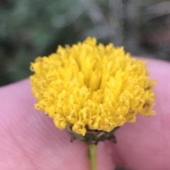 Rutidosis leptorhynchoides (Button Wrinklewort) at Red Hill Nature Reserve - 22 May 2022 by Tapirlord