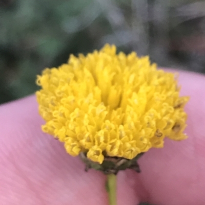 Rutidosis leptorhynchoides (Button Wrinklewort) at Red Hill Nature Reserve - 22 May 2022 by Tapirlord