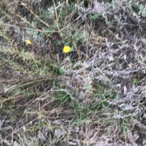 Rutidosis leptorhynchoides at Red Hill, ACT - 22 May 2022