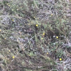 Rutidosis leptorhynchoides at Red Hill, ACT - 22 May 2022