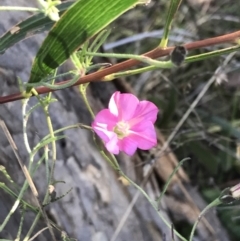 Convolvulus angustissimus subsp. angustissimus (Australian Bindweed) at Red Hill, ACT - 22 May 2022 by Tapirlord