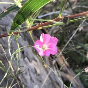 Convolvulus angustissimus subsp. angustissimus at Red Hill, ACT - 22 May 2022