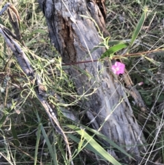 Convolvulus angustissimus subsp. angustissimus at Red Hill, ACT - 22 May 2022