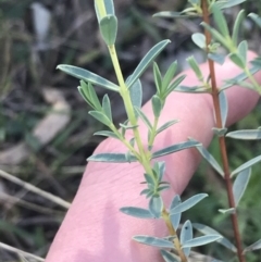 Pimelea sp. (Rice Flower) at Red Hill Nature Reserve - 22 May 2022 by Tapirlord