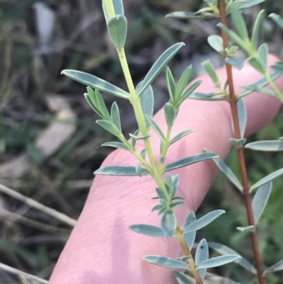 Pimelea (genus) (Rice Flower) at Red Hill, ACT - 22 May 2022 by Tapirlord