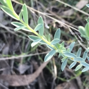 Pimelea sp. at Red Hill, ACT - 22 May 2022