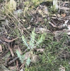 Pimelea sp. at Red Hill, ACT - 22 May 2022