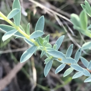 Pimelea sp. at Red Hill, ACT - 22 May 2022