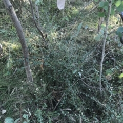 Cotoneaster pannosus at Red Hill, ACT - 22 May 2022