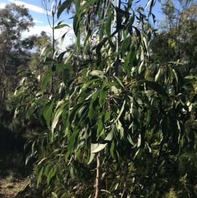 Acacia implexa (Hickory Wattle, Lightwood) at Deakin, ACT - 22 May 2022 by Tapirlord