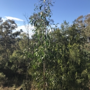 Acacia implexa at Deakin, ACT - 22 May 2022
