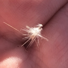 Rytidosperma fulvum (Wallaby Grass) at Deakin, ACT - 22 May 2022 by Tapirlord