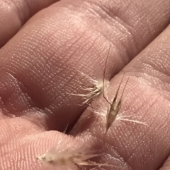 Rytidosperma fulvum at Deakin, ACT - 22 May 2022