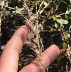 Rytidosperma fulvum at Deakin, ACT - 22 May 2022