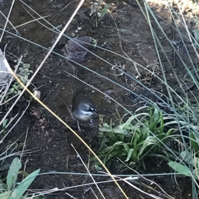 Sericornis frontalis (White-browed Scrubwren) at Red Hill Nature Reserve - 22 May 2022 by Tapirlord