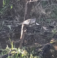 Pachycephala pectoralis at Deakin, ACT - 22 May 2022