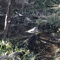 Pachycephala pectoralis at Deakin, ACT - 22 May 2022