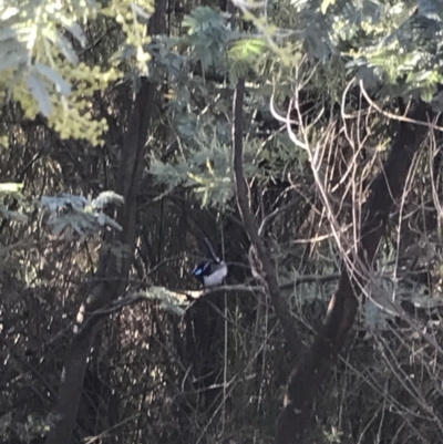 Malurus cyaneus (Superb Fairywren) at Red Hill Nature Reserve - 22 May 2022 by Tapirlord