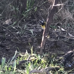 Nesoptilotis leucotis (White-eared Honeyeater) at Red Hill Nature Reserve - 22 May 2022 by Tapirlord