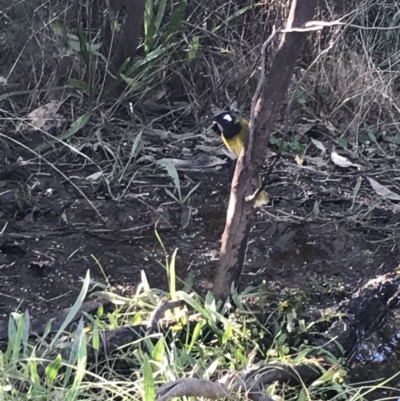 Nesoptilotis leucotis (White-eared Honeyeater) at Deakin, ACT - 22 May 2022 by Tapirlord