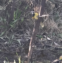 Nesoptilotis leucotis at Deakin, ACT - 22 May 2022