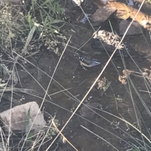 Pardalotus punctatus at Deakin, ACT - 22 May 2022