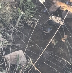 Pardalotus punctatus at Deakin, ACT - 22 May 2022