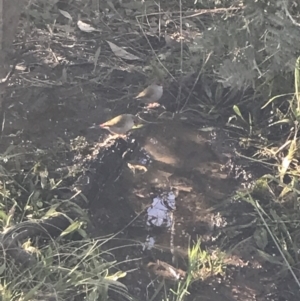 Neochmia temporalis at Deakin, ACT - 22 May 2022