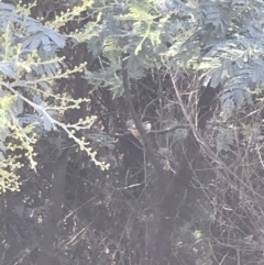 Pardalotus punctatus at Deakin, ACT - 22 May 2022