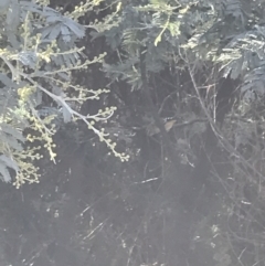 Pardalotus punctatus at Deakin, ACT - 22 May 2022