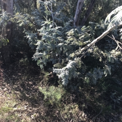 Acacia dealbata subsp. dealbata (Silver Wattle) at Red Hill Nature Reserve - 22 May 2022 by Tapirlord