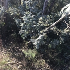 Acacia dealbata subsp. dealbata (Silver Wattle) at Deakin, ACT - 22 May 2022 by Tapirlord