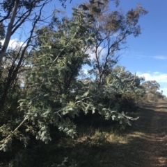 Acacia dealbata subsp. dealbata at Deakin, ACT - 22 May 2022