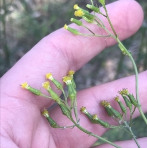 Senecio hispidulus at Deakin, ACT - 22 May 2022 02:50 PM