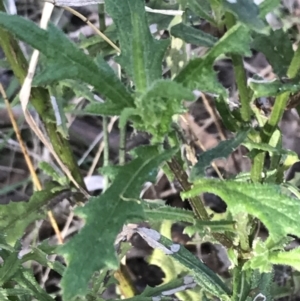 Senecio hispidulus at Deakin, ACT - 22 May 2022