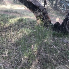 Senecio hispidulus at Deakin, ACT - 22 May 2022