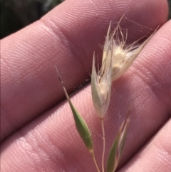 Rytidosperma auriculatum (Lobed Wallaby Grass) at GG139 - 22 May 2022 by Tapirlord