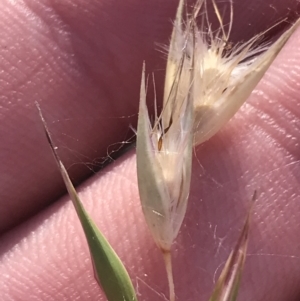 Rytidosperma auriculatum at Deakin, ACT - 22 May 2022