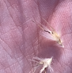 Rytidosperma auriculatum at Deakin, ACT - 22 May 2022