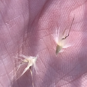 Rytidosperma auriculatum at Deakin, ACT - 22 May 2022