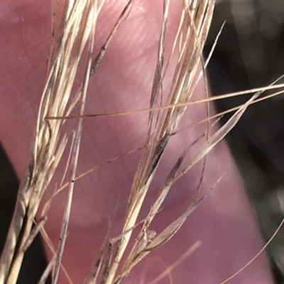 Austrostipa scabra (Corkscrew Grass, Slender Speargrass) at Federal Golf Course - 22 May 2022 by Tapirlord