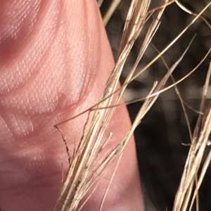 Austrostipa scabra at Red Hill, ACT - 22 May 2022 02:44 PM