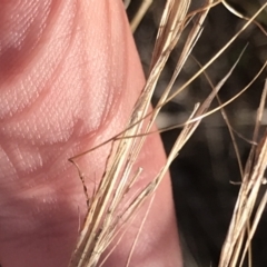 Austrostipa scabra at Red Hill, ACT - 22 May 2022